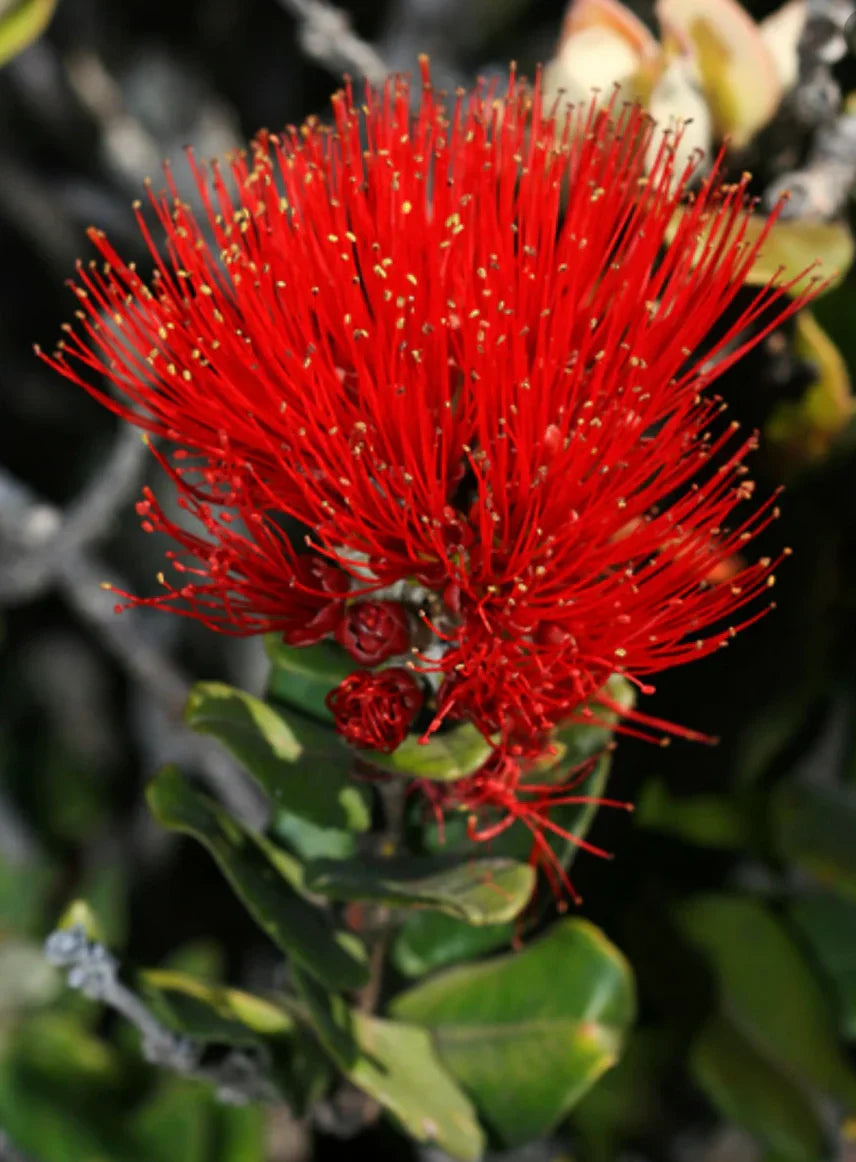 'ōhi'a Lehua Collection